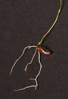 Cercestis blancii seedling, primary root and the first vigorous adventitious basal roots