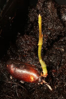 Cercestis blancii seedling, the axis issued from germination producing only cataphylls separated by long internodes