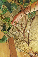 Cercestis blancii, stem producing numerous successive ramifications once it reaches the branches of the host tree, Ebodje, Campo, Cameroon