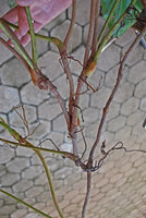 Cercestis blancii, successive ramification complexes once the plant reaches its tree crown support