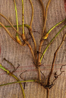 Cercestis blancii, successive traumatisms leading to the fasciculate outgrowth of many axillary buds from cataphylls and foliage leaves, Ebodjé, Campo, Cameroon 