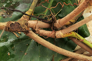 Cercestis blancii, successive traumatisms when the stem reaches the upper part of the host tree resulting in the production of many crowded new stems, Campo, Cameroon