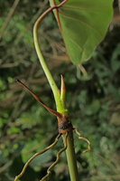 Cercestis blancii, the short thick node with the already dry cataphyll at its base and the fully grown foliage leaf above, the growing stem emerging from its sheath, Nkol Elon, Campo, Cameroon