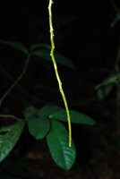 Cercestis blancii, young freely hanging feeding root with soft green tissue but spiny emergences already appearing, Ebodjé, Campo, Cameroon