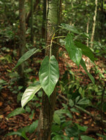Cercestis blancii, young individual climbing along a small tree trunk, Ebodje, Campo, Cameroon