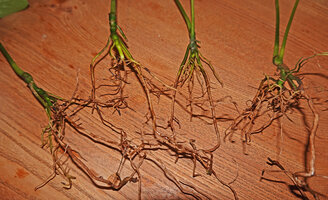 Cercestis camerunensis, base of seedlings exhibiting establishment growth through increasing diameter of stem connected to new adventitious roots