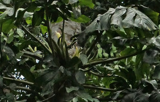 Cercestis camerunensis, clustered inflorescences at the top of the last rosette of leaves, Kribi, Cameroun