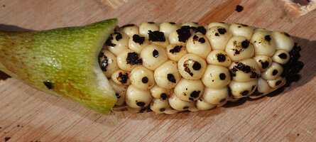 Cercestis camerunensis, congested whitish berries, Ebodje, Campo, Cameroon