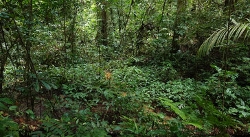 Cercestis camerunensis, dense vegetative population creeping in swampy forest understory, Campo, Cameroon