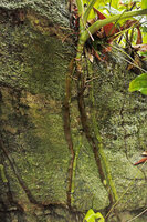 Cercestis camerunensis, downwards growing flattened feeding roots and horizontally growing anchoring roots, Kribi, Cameroun