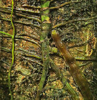 Cercestis camerunensis, flat undulate feeding root, Kribi, Cameroon