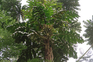 Cercestis camerunensis, fully developed flowering individual, Campo, Cameroon