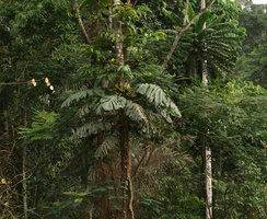 Cercestis camerunensis, fully developed individual with many inflorescences, Campo, Cameroon
