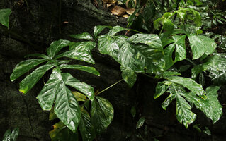 Cercestis camerunensis, individual at subadult stage growing on a rock along a forest stream bank, Kribi, Cameroun