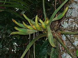 Cercestis camerunensis, mature infructescences, Ebodje, Campo, Cameroon