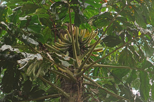Cercestis camerunensis, monopodial growth of the stem producing only huge foiliage leaves before the sympodial inflorescences complex, Campo, Cameroon
