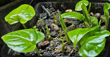 Cercestis camerunensis, one to three months old seedlings producing two cataphylls and the first foliage leaf