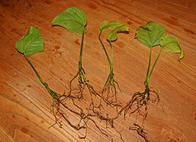 Cercestis camerunensis, one year old seedlings