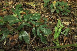 Cercestis camerunensis on the left and a variegated leaf form of Cercestis mirabilis, on the right, creeping stages on forest floor, Kribi, Cameroun