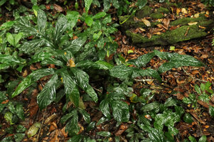 Cercestis camerunensis on the left and Cercestis mirabilis on the right, creeping stages on forest floor, Kribi, Cameroun