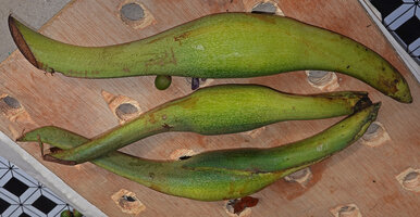 Cercestis camerunensis, ripe infructescences protected by green spathe, Ebodje, Campo, Cameroon