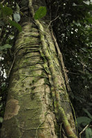 Cercestis camerunensis, solitary downwards growing flattened feeding root and numerous horizontally growing anchoring roots, close up, Kribi, Cameroun