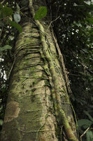 Cercestis camerunensis, solitary downwards growing flattened feeding root and numerous horizontally growing anchoring roots, close up, Kribi, Cameroun