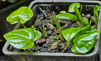 Cercestis camerunensis, three months old seedlings producing two cataphylls and the first foliage leaf