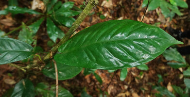 Cercestis kamerunianus, foliage leaf, Ebodje