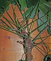 Cercestis kamerunianus, successive stem traumatisms leading to profuse branching without clear succession of cataphylls and foliage leaves as well as short and long internodes, Ebodje, Campo, Cameroon