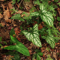 Cercestis mirabilis, a bright silver patched leaves individual and a plain green one side by side in forest understory, Ebodjé, Campo, Cameroon