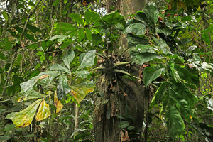Cercestis mirabilis, adult phase on tree trunk, the terminal rosette of leaves accumulating leaf litter at the sheathing petiole bases, Kribi, Cameroun