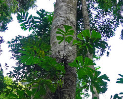 Cercestis mirabilis climbing along a bare tree trunk, Ebodje, Cameroon