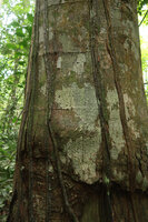 Cercestis mirabilis, downwards growing feeding roots with short spiny emergences, adhering to the host trunk, Campo, Cameroon
