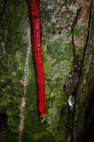 Cercestis mirabilis, feeding root apex with small verrucosities, Ebodje, Campo, Cameroon