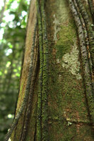 Cercestis mirabilis, feeding roots with short spiny emergences, adhering to the host trunk, Campo, Cameroon