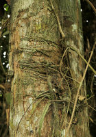 Cercestis mirabilis, insertion of the downwards growing cylindrical unarmed  feeding roots and horizontally growing anchoring roots, Kribi, Cameroun