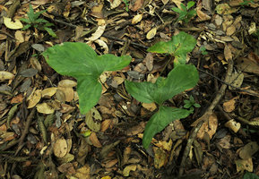 Cercestis mirabilis, juvenile phase of a form with entire hastate plain green leaves leaves, Kribi, Cameroun