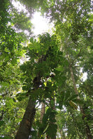 Cercestis mirabilis, leafy rosettes along tree trunk host, Campo, Cameroon copie