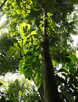 Cercestis mirabilis, leaves through sun flecks, Campo, Cameroun copie