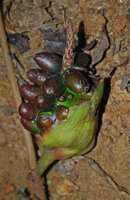 Cercestis sp. nov., infructescence with dried upper male part of the spadix