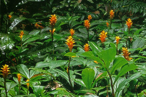 Chamaecostus curcumoides, flowering population, Les Nouragues CNRS Field station, French Guyana