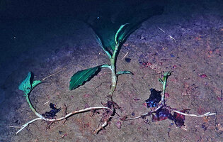 Chamaecostus curcumoides, in the same vegetative population, some stems produce stolons with resting buds and tuberous roots while some others produce sympodial stolons growing immediatly, Nouragues, French Guyana