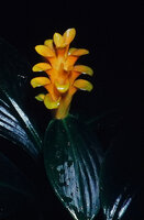 Chamaecostus curcumoides, Nouragues CNRS Field Station, French Guyana