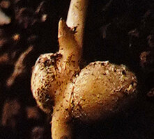 Chamaecostus curcumoides, part of stoloniferous axis producing an axillary erect bud with two swollen resting tuberous roots, Nouragues CNRS field station, French Guyana