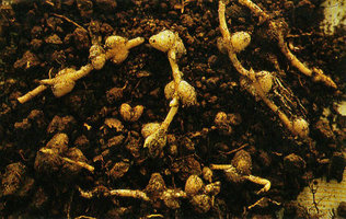 Chamaecostus curcumoides, stoloniferous axes producing chain of axillary tiny buds, each with two swollen roots, Nouragues CNRS field station, French Guyana