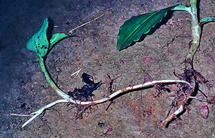 Chamaecostus curcumoides, sympodial stolon producing some cataphylls under leaf litter then growing vertically with foliage leaves while a new axillary stolon grows in prolongation of the first one, Nouragues, French Guyana