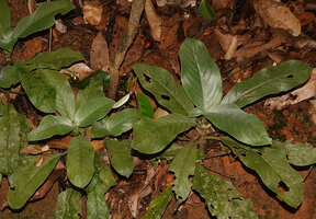 Championia reticulata, sericeous leaves due to appressed reflective hairs, Sinharaja, Sri Lanka