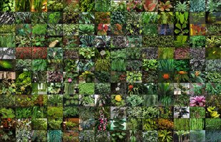 Changi T 2 Renovation, Plant Species Selection by Patrick Blanc