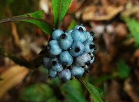 Chassalia chewii, infructescence with blue drupaceous fruits, Kinabalu NP, 1600 m asl, Sabah, Borneo